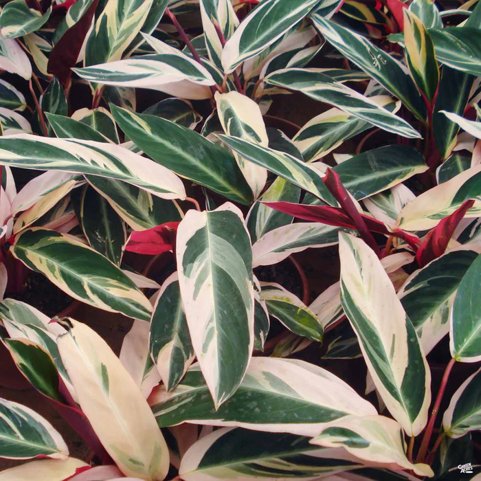 5028-stromanthe-triostar-1.webp Stromanthe 'Triostar'