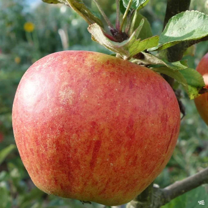 Apple 'Gala' Bareroot