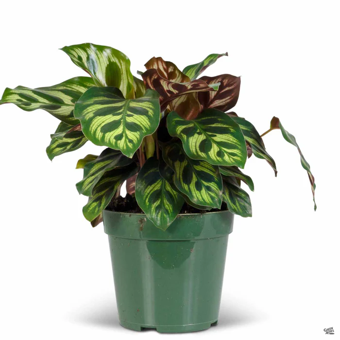 Peacock Plant