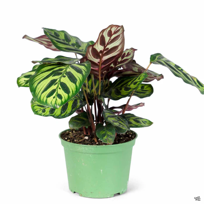 Peacock Plant