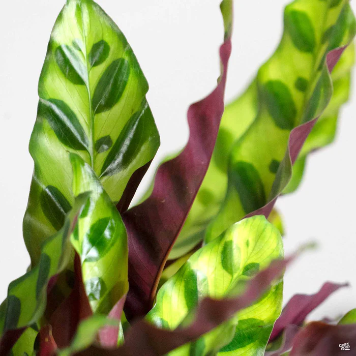 5066-calathea-rattlesnake-1.webp Calathea 'Rattlesnake'