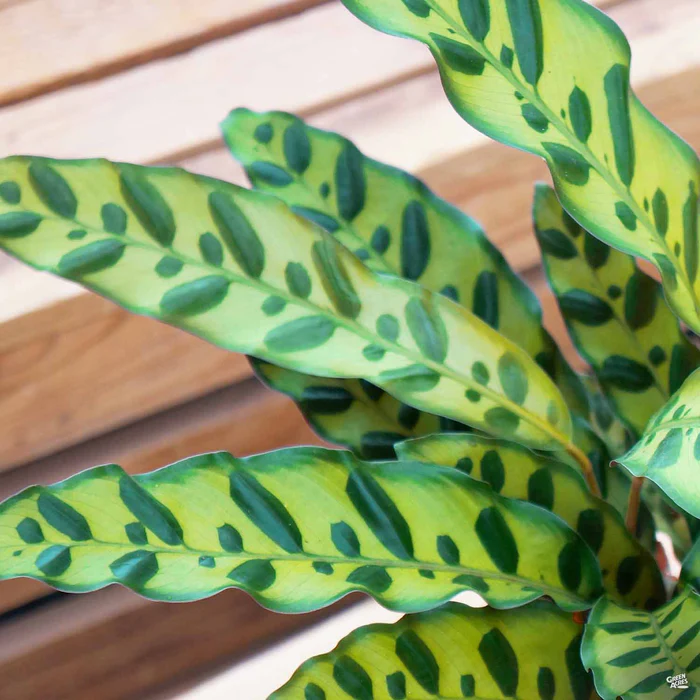 5066-calathea-rattlesnake-2.webp Calathea 'Rattlesnake'