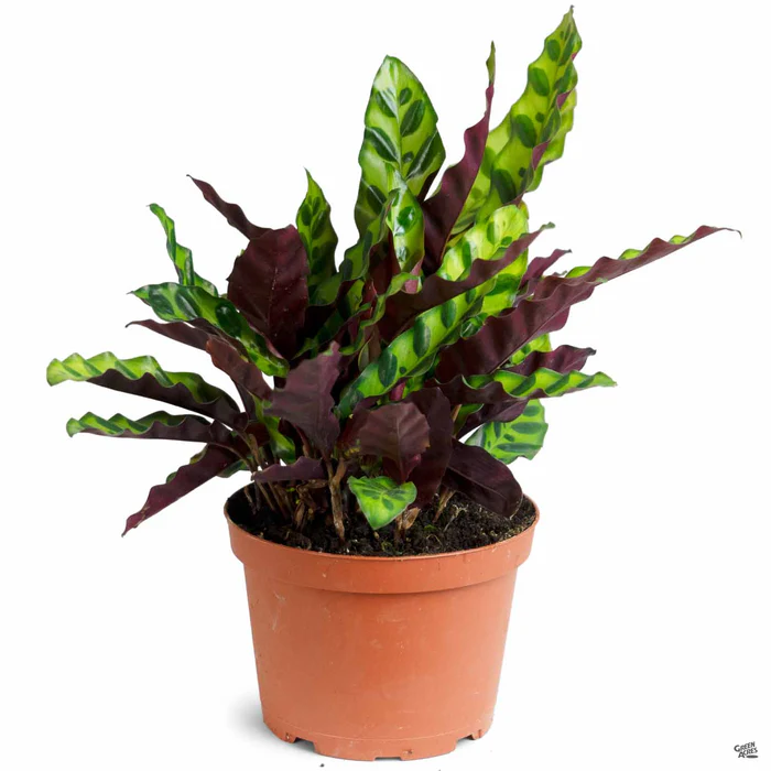 5066-calathea-rattlesnake-3.webp Calathea 'Rattlesnake'
