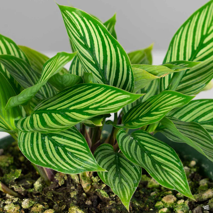 5067-calathea-vittata-1.webp Calathea 'Vittata'