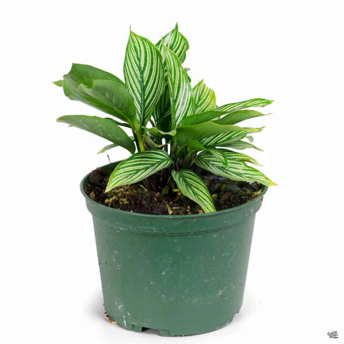 5067-calathea-vittata-2.webp Calathea 'Vittata'
