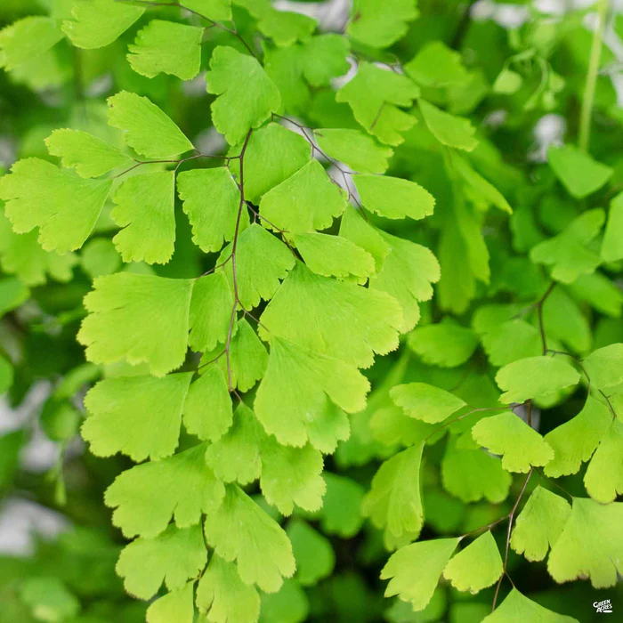 5068-maidenhair-fern-1.webp Maidenhair Fern
