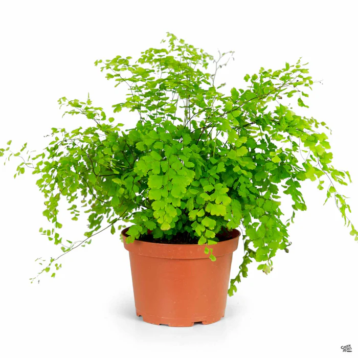 Maidenhair Fern