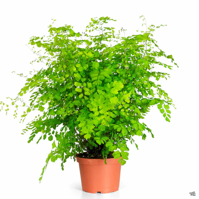 Maidenhair Fern