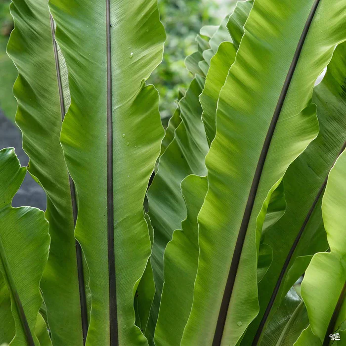 Bird's Nest Fern