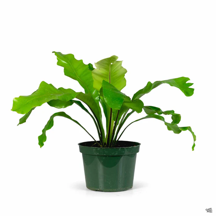 Bird's Nest Fern