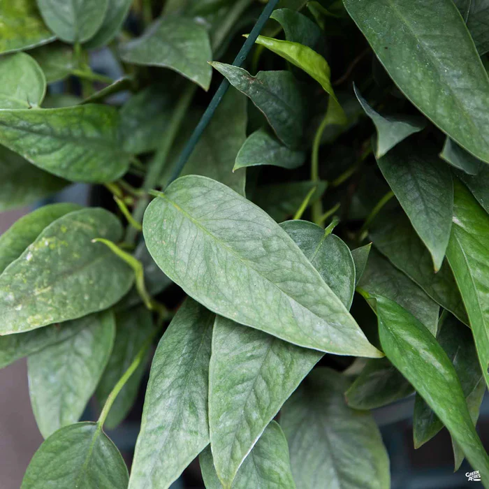 Pothos 'Cebu Blue'