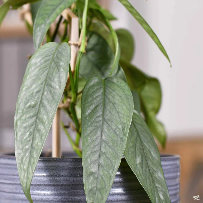 Pothos 'Cebu Blue'