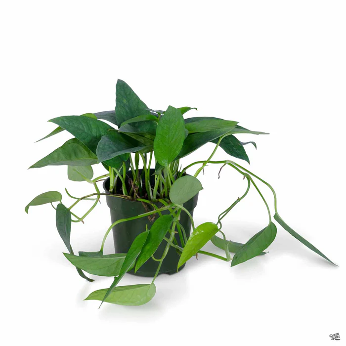 Pothos 'Cebu Blue'