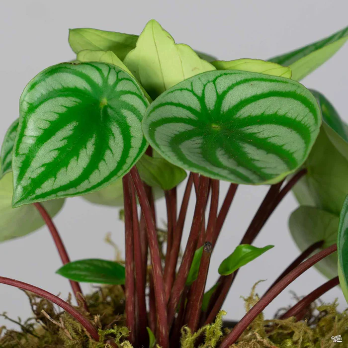 5079-watermelon-peperomia-1.webp Watermelon Peperomia