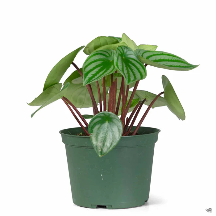 5079-watermelon-peperomia-2.webp Watermelon Peperomia