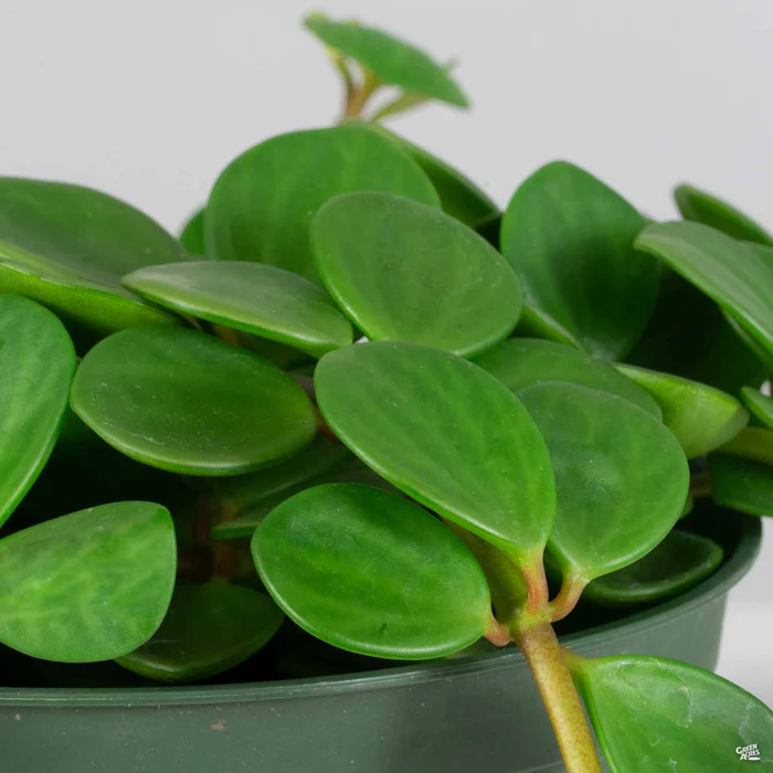 Peperomia 'Hope'