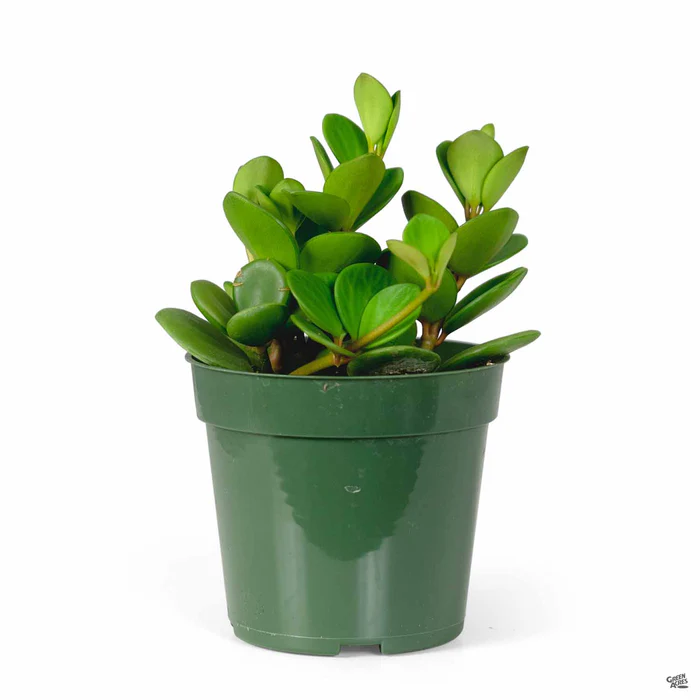 Peperomia 'Hope'