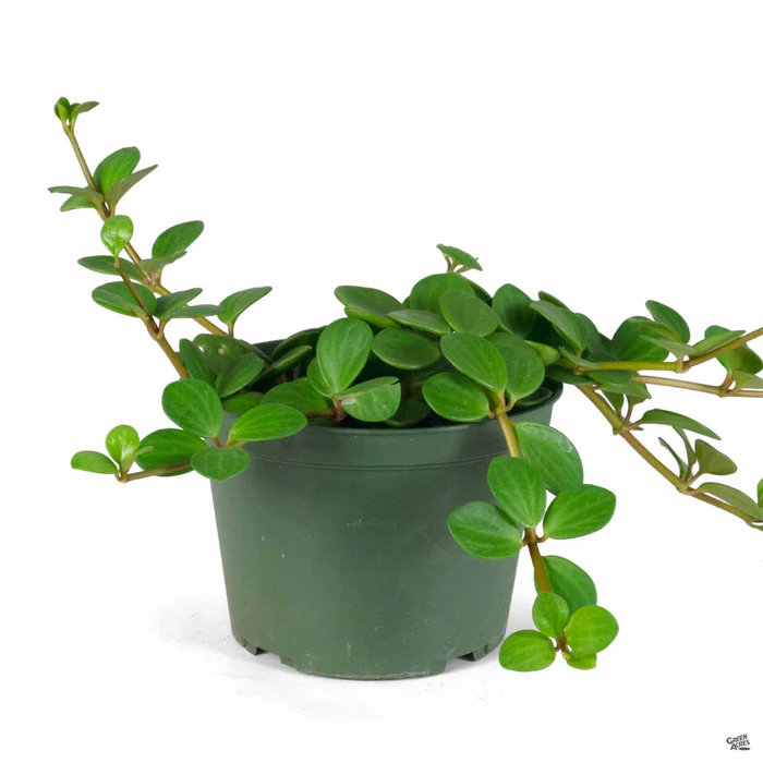 Peperomia 'Hope'