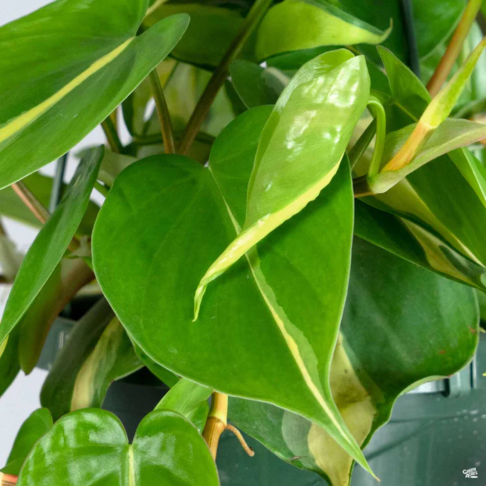 5086-philodendron-brasil-1.webp Philodendron 'Brasil'