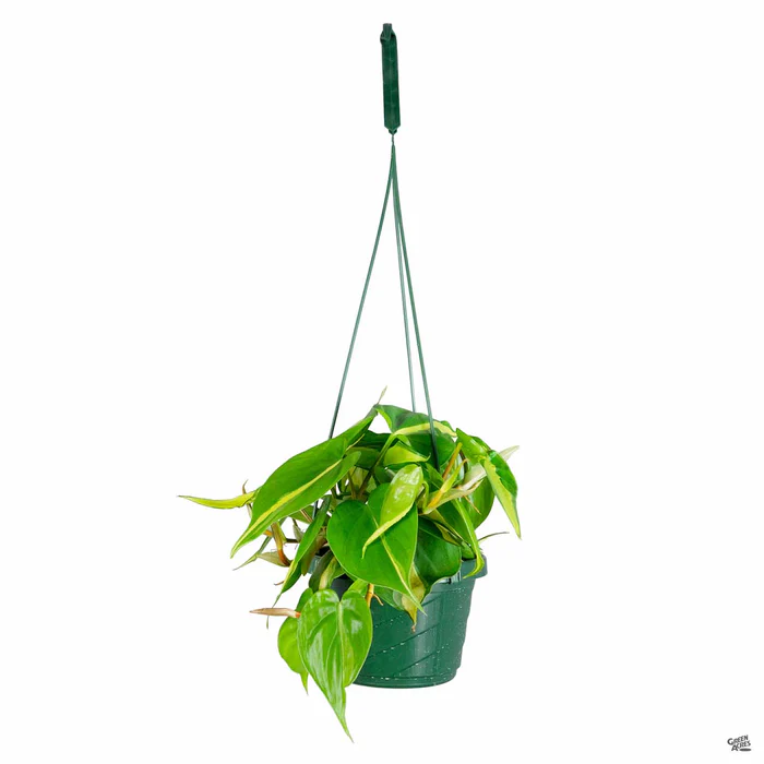 5086-philodendron-brasil-2.webp Philodendron 'Brasil'