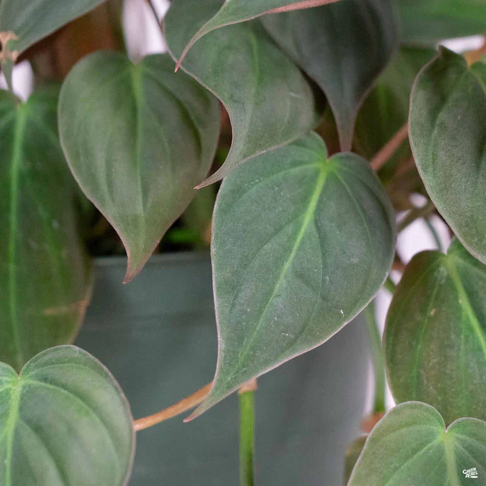 Philodendron 'Micans'
