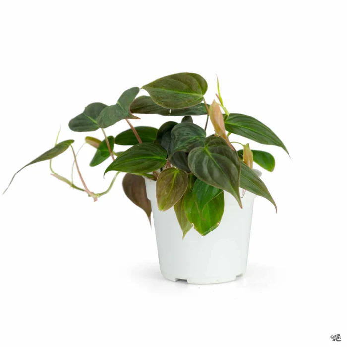 Philodendron 'Micans'