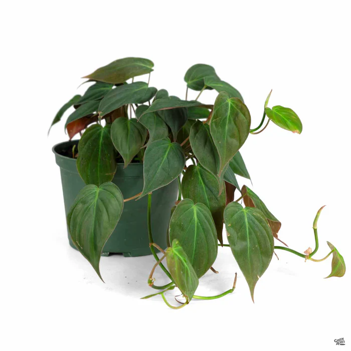 Philodendron 'Micans'