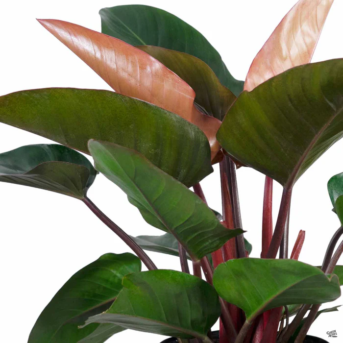 5094-philodendron-congo-red-1.webp Philodendron 'Congo Red'