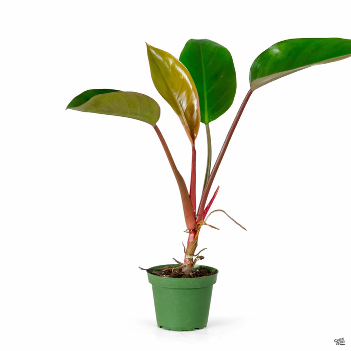 5094-philodendron-congo-red-2.webp Philodendron 'Congo Red'