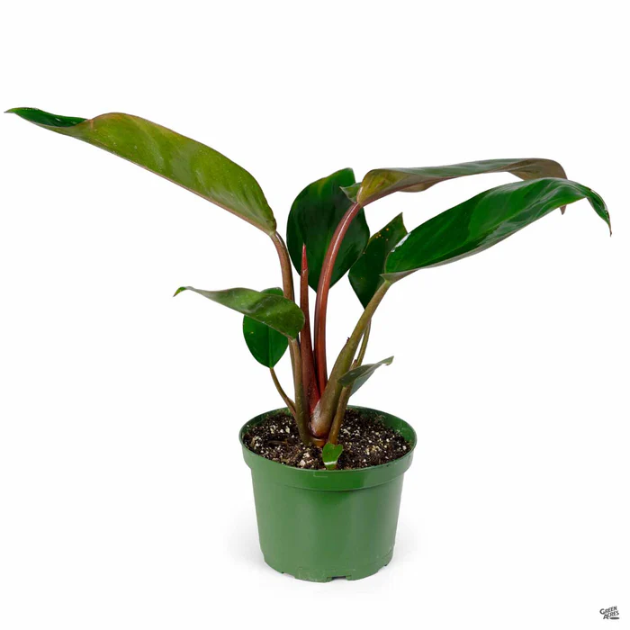 5094-philodendron-congo-red-3.webp Philodendron 'Congo Red'