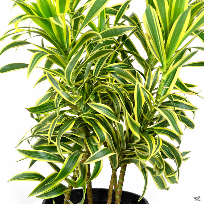 Dracaena 'Song of India'