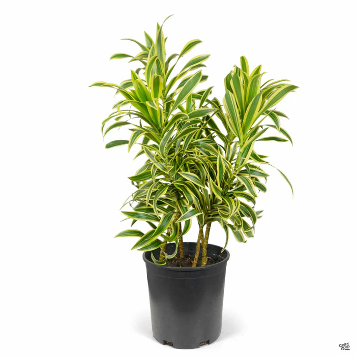 Dracaena 'Song of India'