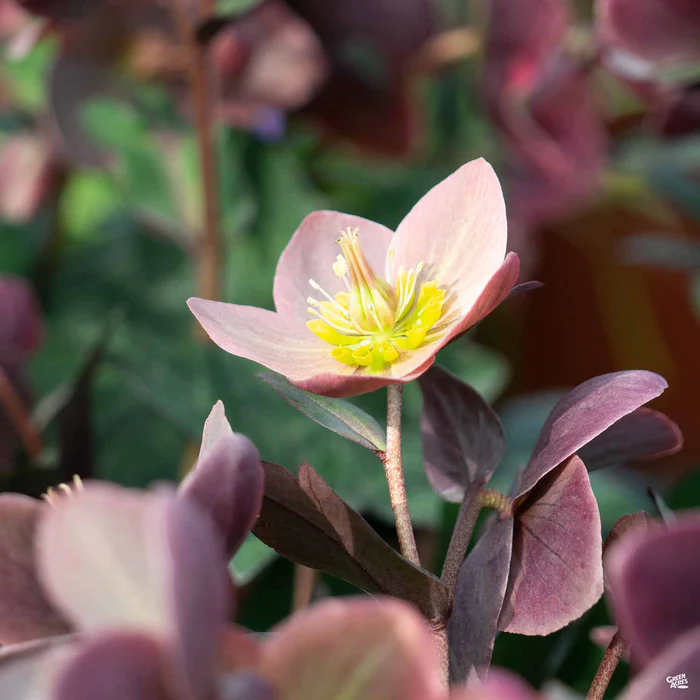 Lenten Rose