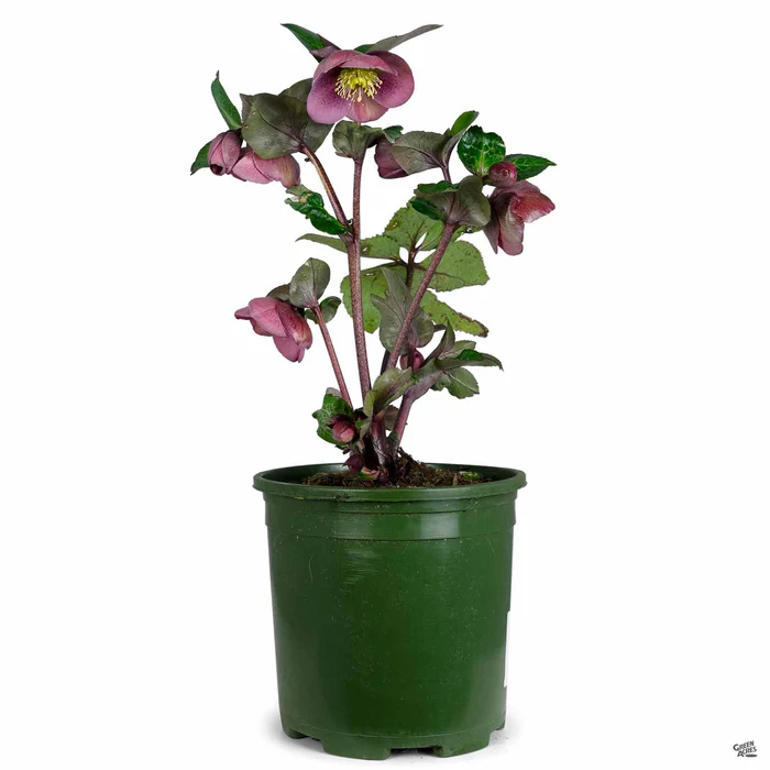 Lenten Rose