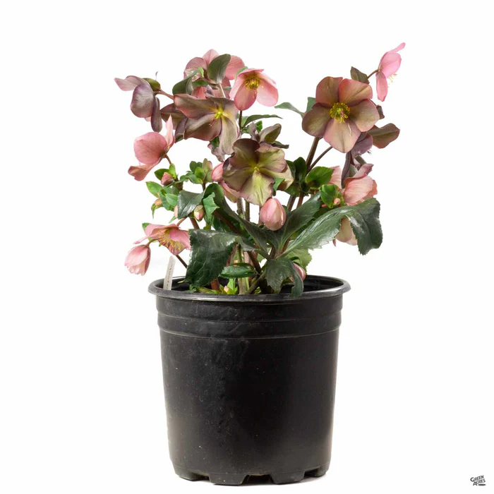 Lenten Rose