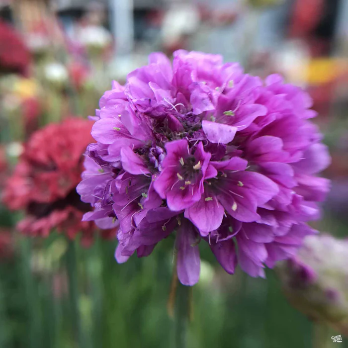 Sea Thrift 'Alliacea'