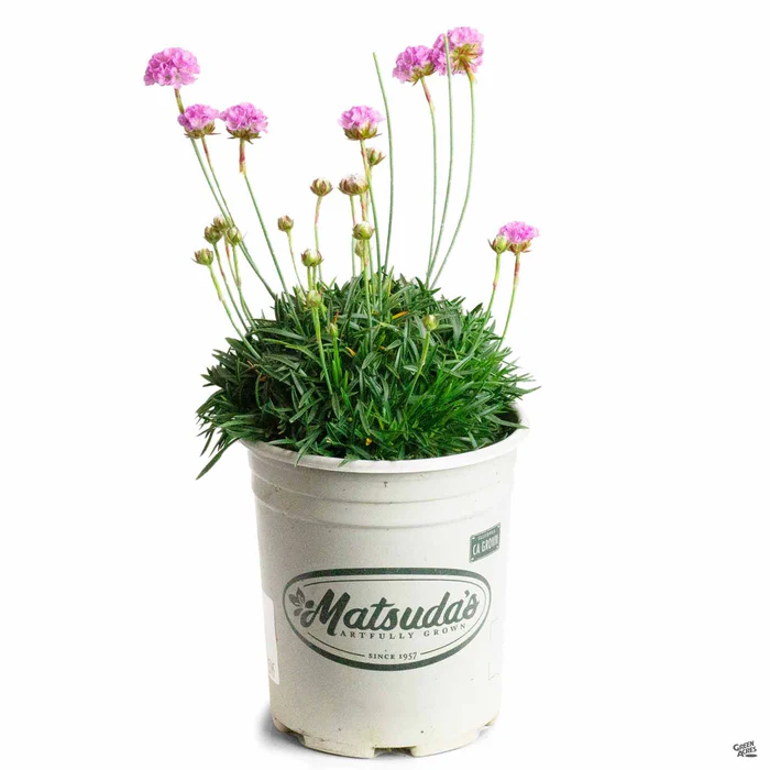 Sea Thrift 'Alliacea'