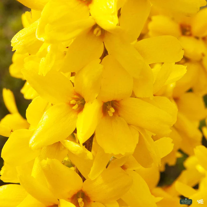 Magical Gold Forsythia