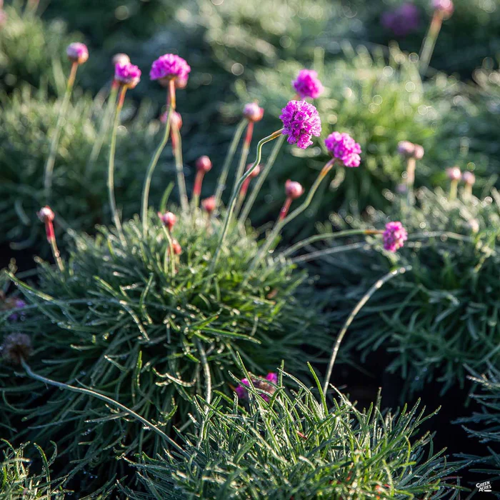 Sea Thrift Pink