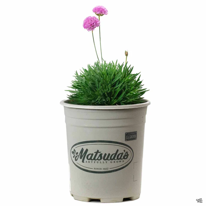 Sea Thrift Pink