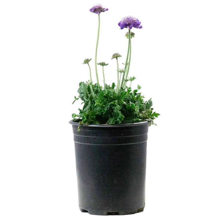 517-pincushion-flower-2.webp Pincushion Flower