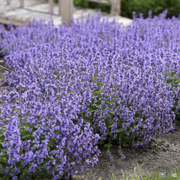 Catmint 'Cat's Pajamas'