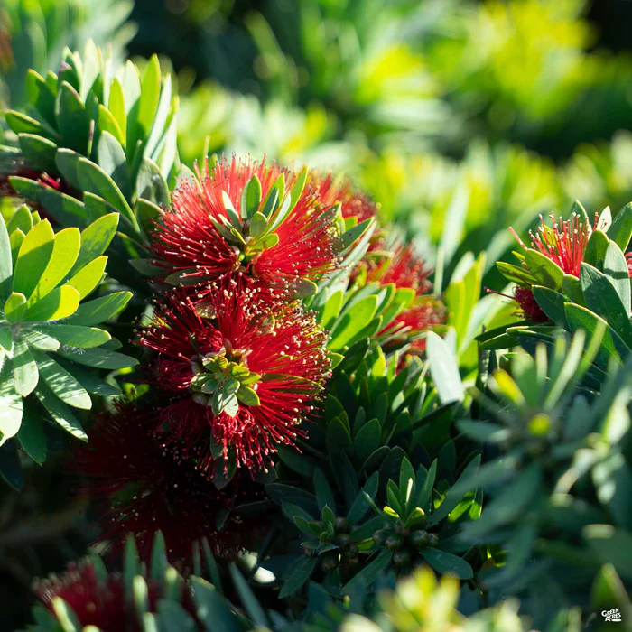 52-bottlebrush-little-john-1.webp Bottlebrush 'Little John'