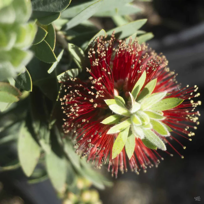 52-bottlebrush-little-john-2.webp Bottlebrush 'Little John'