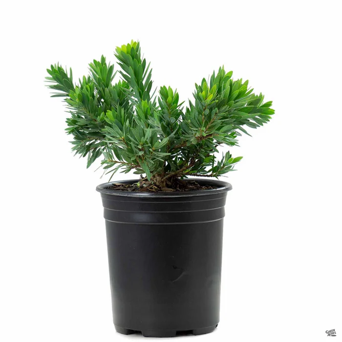 52-bottlebrush-little-john-3.webp Bottlebrush 'Little John'