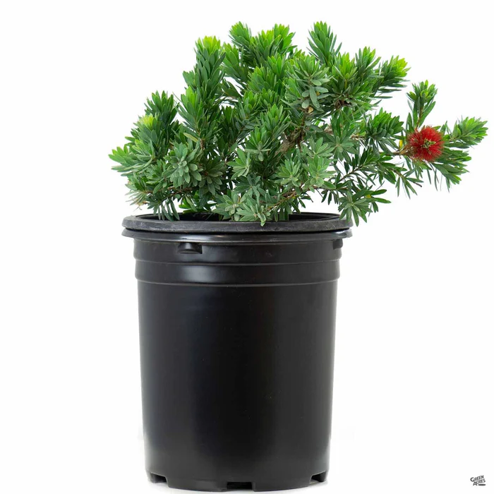 52-bottlebrush-little-john-4.webp Bottlebrush 'Little John'