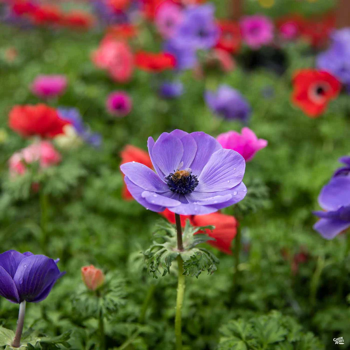 Poppy-Flowered Anemone