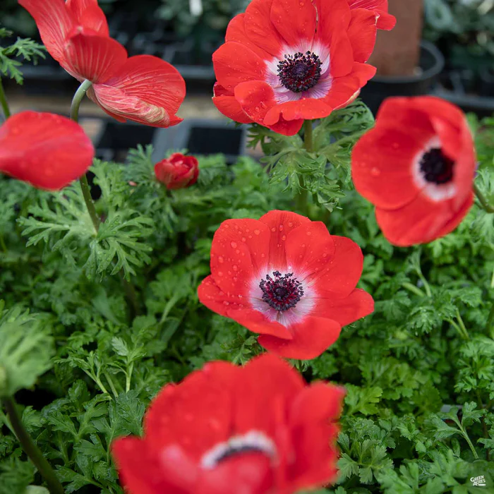 Poppy-Flowered Anemone