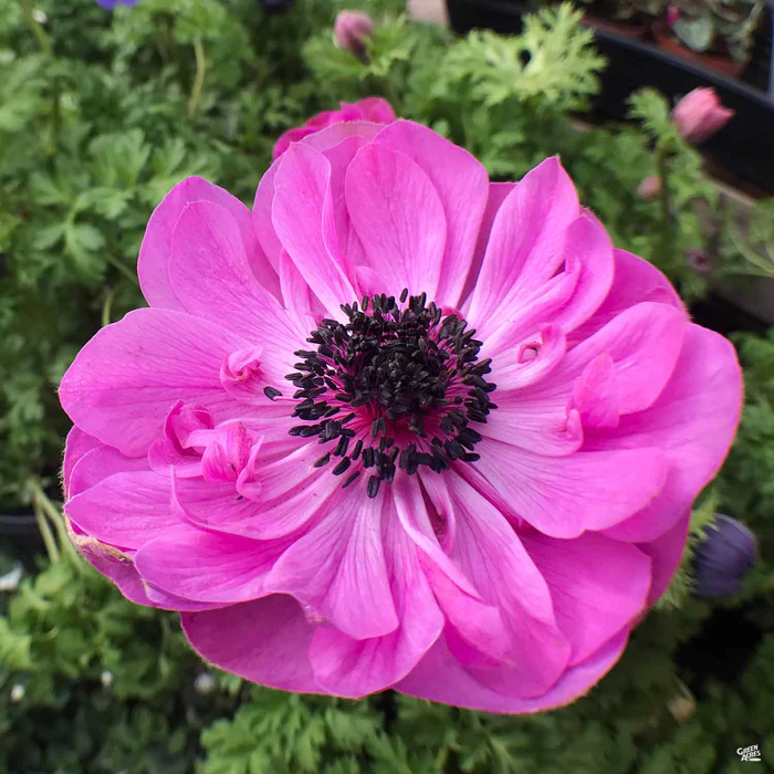 Poppy-Flowered Anemone