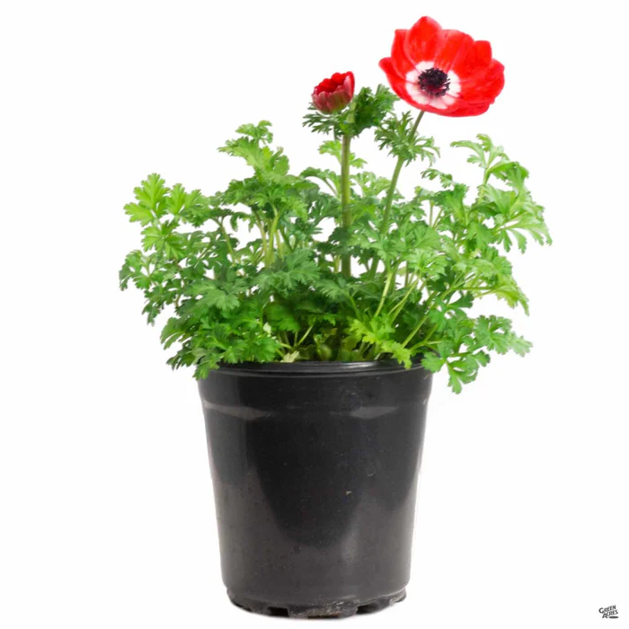 Poppy-Flowered Anemone
